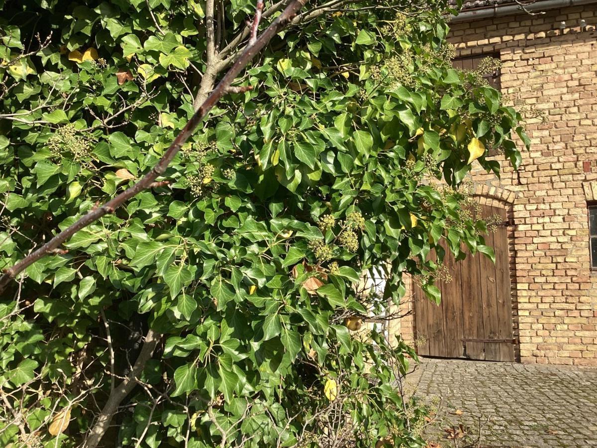 Apartament Haus Lies Rehfelde Zewnętrze zdjęcie
